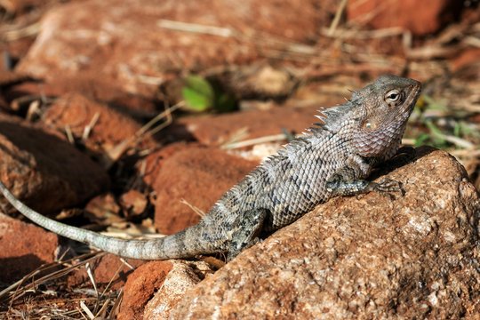 Oriental garden lizard, also eastern garden lizard or changeable lizard (Calotes versicolor), Sri Lanka, Asia