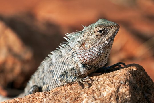 Oriental garden lizard, also eastern garden lizard or changeable lizard (Calotes versicolor) on stone, Sri Lanka, Asia