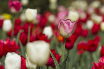 Spring Tulip Flower