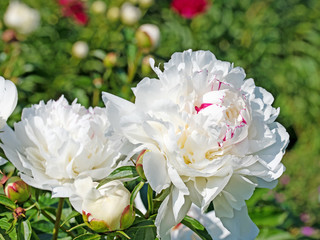 Weiße Pfingstrosen, Paeonia