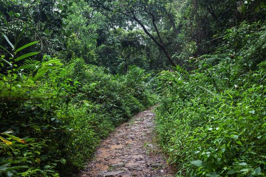 Path through tropical vegetation, Sinharaja Forest Reserve, Sri Lanka, Asia