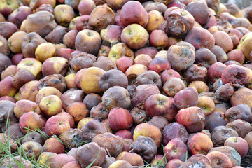 Rotten disgusting apple, many apple,organic pollution