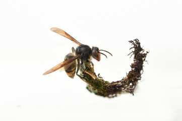 asian hornet on a white background