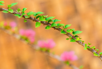 Branch and green leaf of paper flower on orange background