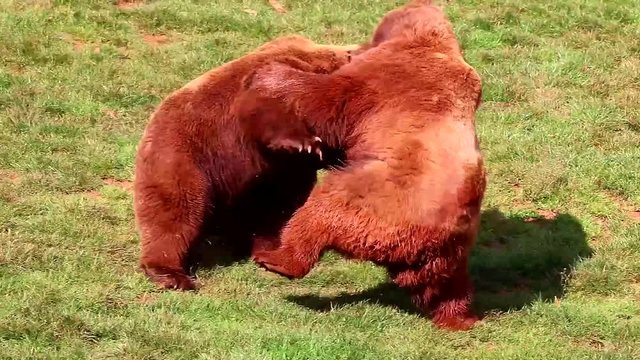 Bears fighting in Natural Park