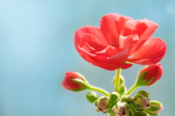 A blooming geranium flower is so close with copy space. Selective focus, for design, postcards.