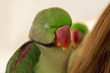 Papuga © Marcin