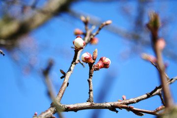 Spring pink blooming branches over white background. Cherry blossom, copy space. young buds of apricot in Spring Garden on a sunny day