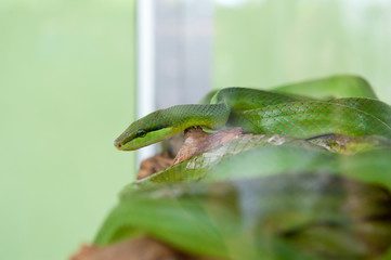 The snake in the aquarium. A predator living in captivity.