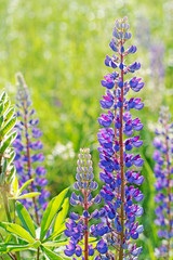 Obraz premium Blaue Lupinen, Lupinus