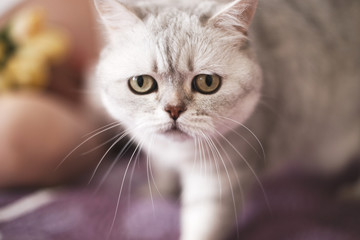 Scottish straight cat. portrait of domestic cat
