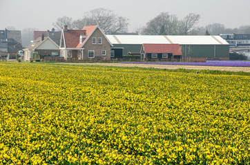 Hillegom, the Netherlands, April 2, 2019: yellow field of narcissi with a farmers house and farm buildings in the background