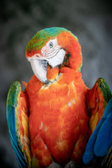 Parrot