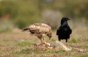 Milanos y ratoneros en el campo