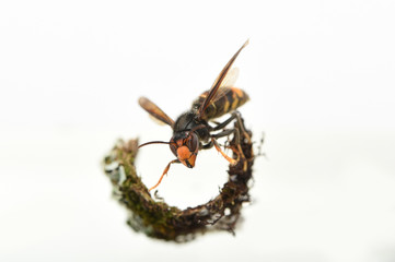 asian hornet on a white background