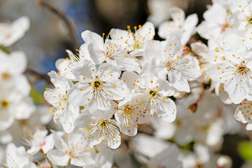 Blühende Wildpflaumen, Prunus cerasifera