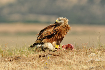 Milanos y ratoneros en el campo