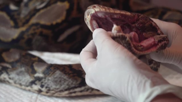 Surgeon Doctor Operating Reticulated Python (Python Reticulatus) Snake. Veterinary Service for Wildlife Animals