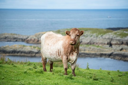 Cow (Bos primigenius taurus) stands in a pasture on the Atlantic coast, Isle of Islay, Inner Hebrides, Scotland, United Kingdom, Europe