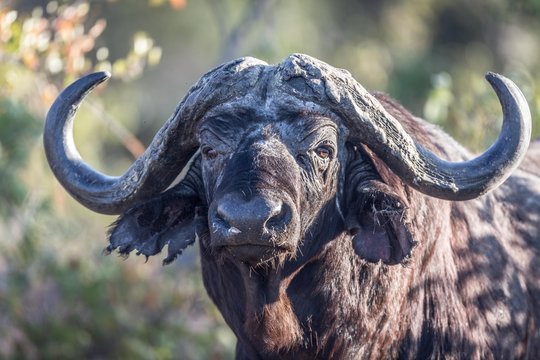 Cape buffalo (Syncerus caffer), Manyeleti Game Reserve, South Africa, Africa