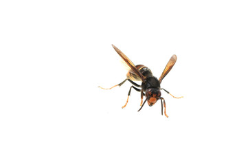 asian hornet on a white background