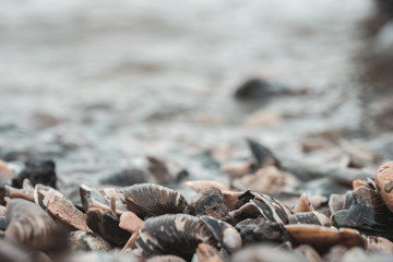 many sea shells at the coast in detail with water in the background