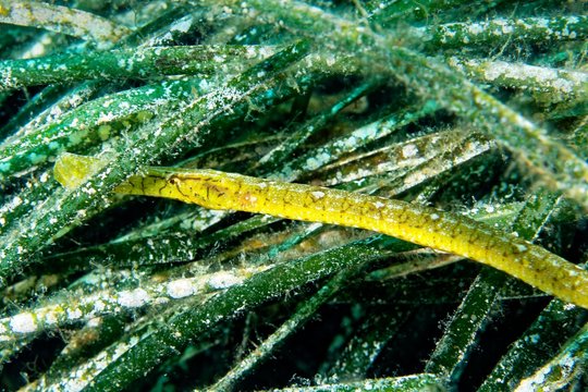 Broadnosed Pipefish (Syngnathus typhle) hiding in seagrass (Posedonia oceana), Sithonia, Chalkidiki, also Halkidiki, Aegean, Mediterranean, Greece, Europe