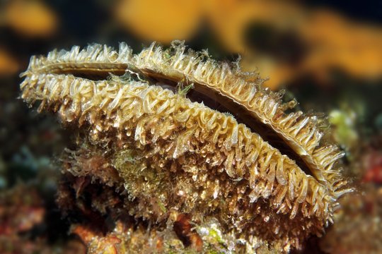 Noble pen shell (Pinna nobilis), Sithonia, Chalkidiki, also Halkidiki, Aegean, Mediterranean, Greece, Europe