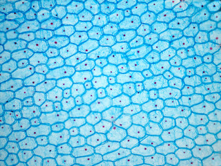 Onion epithelium.