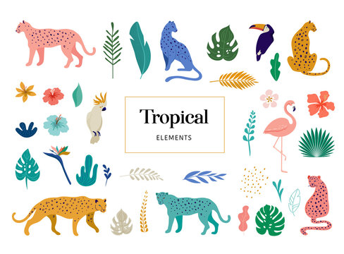 Tropical exotic animals and birds - leopards, tigers, parrots and toucans vector illustration. Wild animals in the jungle