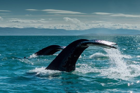Tail, flukes, diving humpback whales (Megaptera novaeangliae), Eyjafjorour, Iceland, Europe