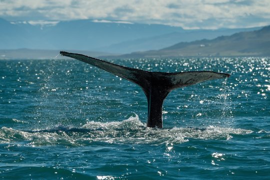 Tail, flukes, diving humpback whale (Megaptera novaeangliae), Eyjafjorour, Iceland, Europe