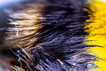 Bumble Bee Close Up of Yellow and Black Hair On Back