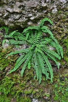 green fern, Maidenhair spleenwort (Asplenium trichomanes), Styria, Austria, Europe