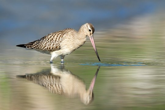 Bar-tailed godwit (Limosa lapponica) in water, Lake Constance, Vorarlberg, Austria, Europe