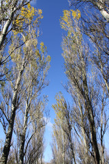 Tall trees in the fall against a clear blue sky