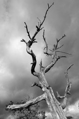 Dead tree against an angry looking sky in Bryce Canyon USA