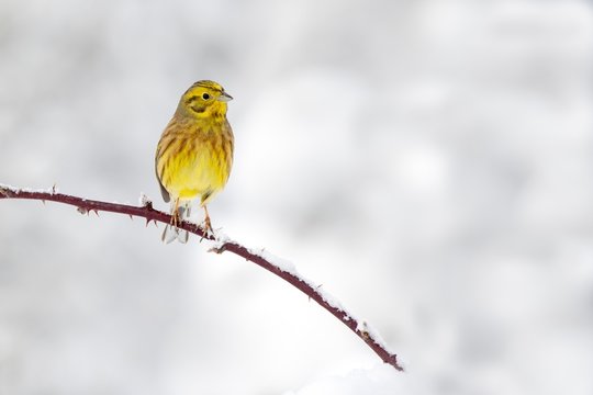 Yellowhammer (Emberiza citrinella), sits on Dornenzweig in winter, Austria, Europe
