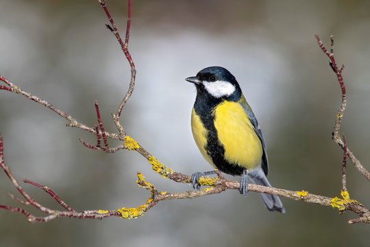 Great tit (Parus major) sits on a branch, Austria, Europe