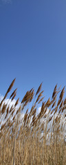 Tall grass against a blue sky with light clouds in Cambridgeshire fens