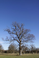 Fototapeta na wymiar Dead looking tree against a clear blue sky in the winter