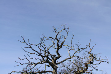 Dead looking tree against a clear blue sky in the winter
