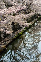 満開の桜が映り混んでいる堀