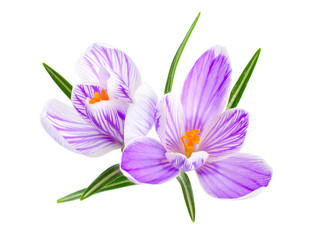 Saffron flower or Crocus. Isolated on white background