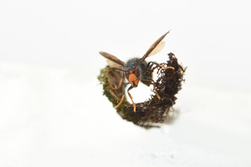 asian hornet on a white background