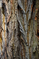 Texture of the bark of an old tree. Texture of the bark of an old tree.