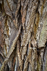 Texture of the bark of an old tree. Texture of the bark of an old tree.