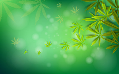 Fototapeta na wymiar Cannabis leaf green drug marijuana herb Background. natural marijuana Frame Cannabis Green Leaf.