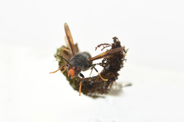 asian hornet on a white background