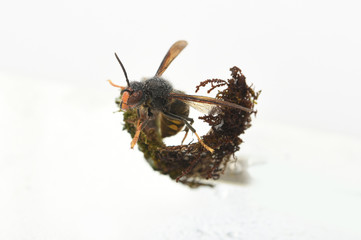 asian hornet on a white background